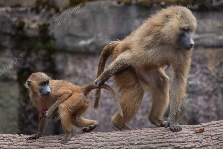 Guinea baboons (Papio papio). — Stock Photo © wrangel #129251336